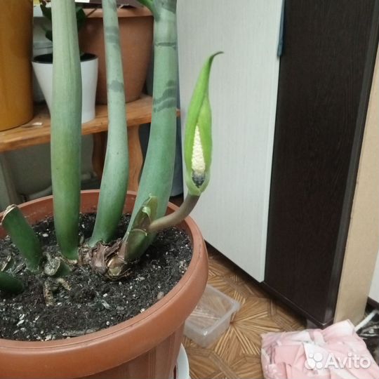 Замиокулькас