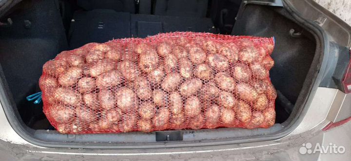 Продам свежий картошка