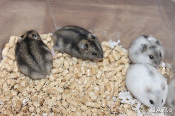 Джунгарские хомяки малыши