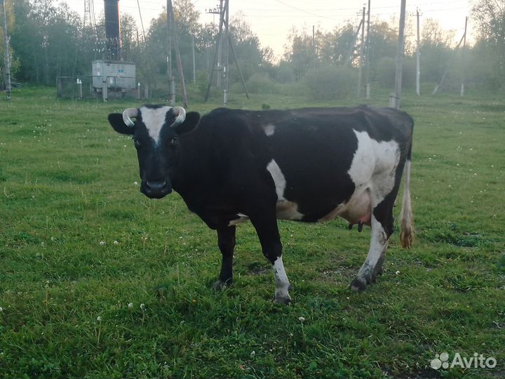 Корова дойная