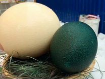 Страусята, яйцо инкубационное страуса