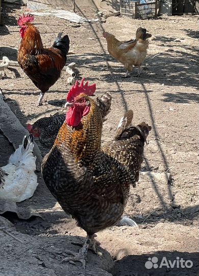 Петухи
