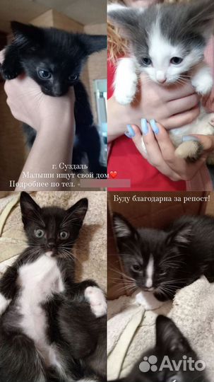 Кошки в добрые руки бесплатно