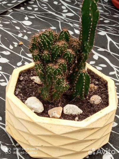 Драцена, кактус, суккуленты