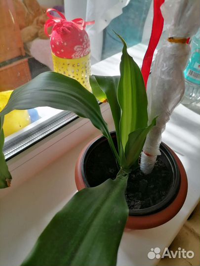 Драцена, высота 1м