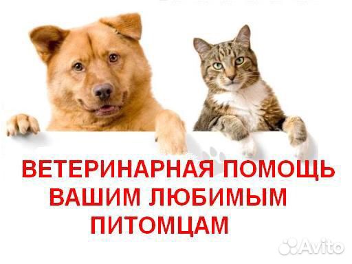 Ветеринар на дом, усыпление и кремация животных