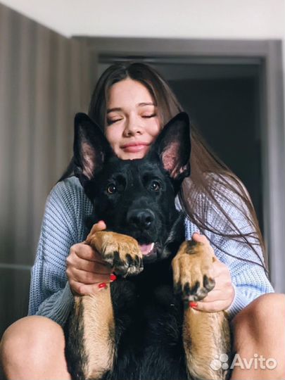 Догситер. Буду любить вашего питомца