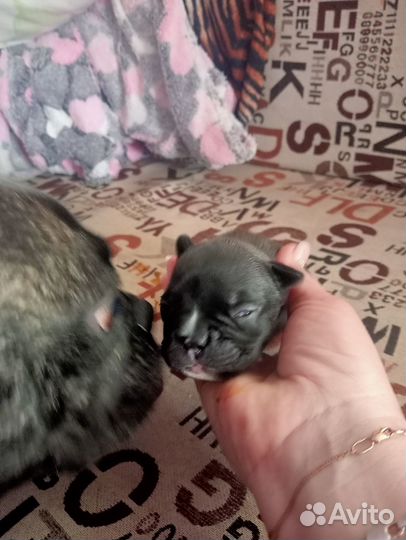 Щенки французского бульдога