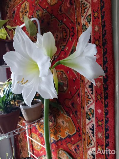 Гиппеаструм