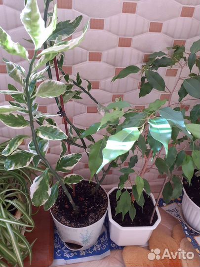 Комнатный цветок