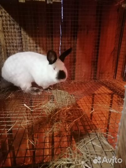Кролики Калифорнийские