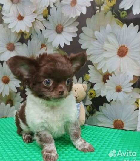 Щенок для любимой