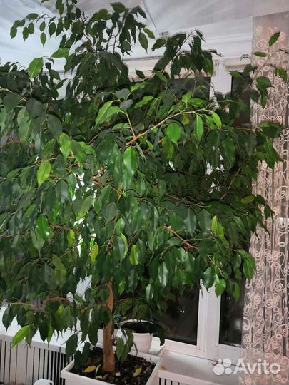 Фикус бенджамина большой