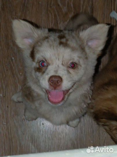 Щенок чихуахуа девочка