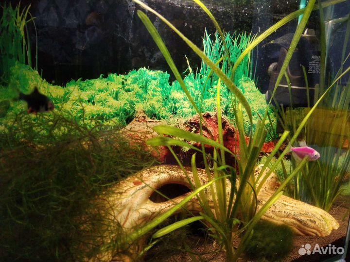 Аквариум + содержимое
