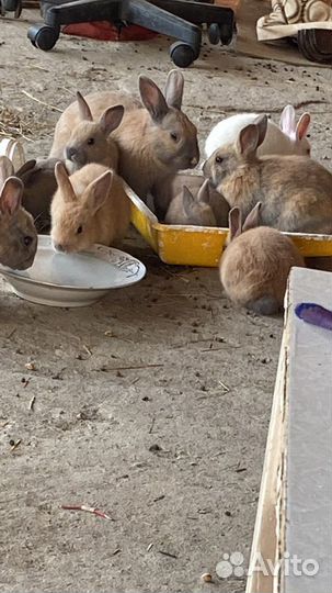 Кролики домашние полудекоротивные