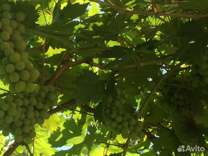 Виноград