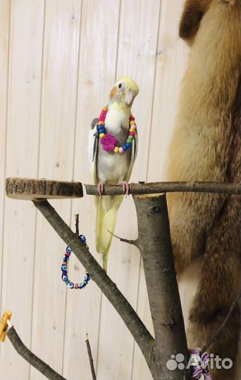 Попугай корелла птенцы выкормыши