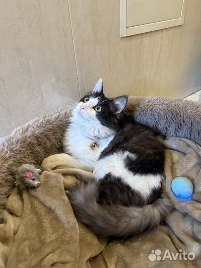 Томас ищет семью