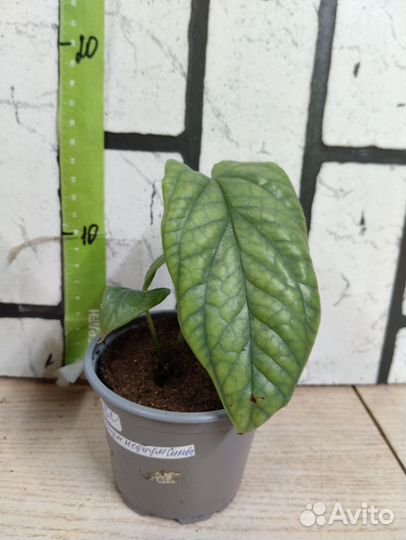 Монстера Амидриум Медиум Сильвер