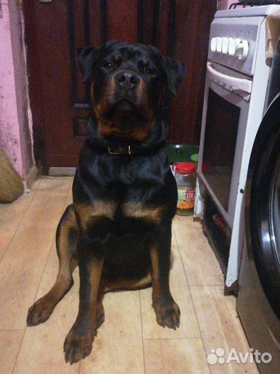 Вязка ротвейлер