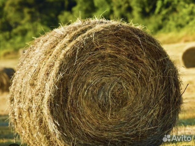 Сено в рулонах купить в Лахденпохье | Животные и зоотовары | Авито