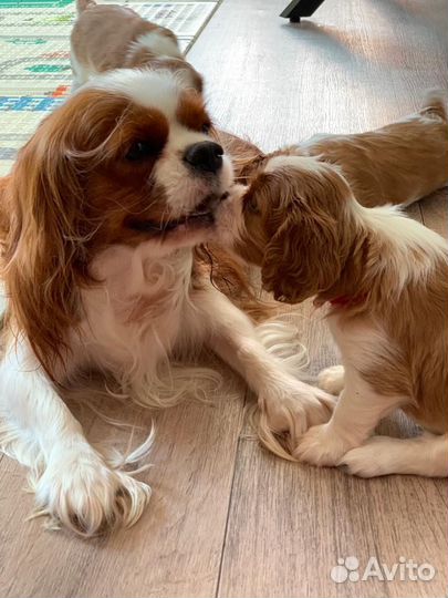 Кавалер кинг чарльз спаниель