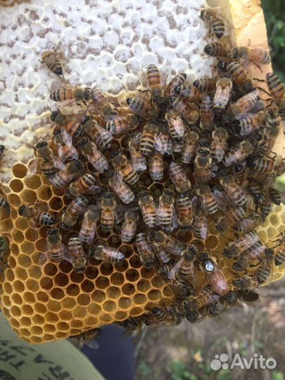 Пчеломатки Бакфаст