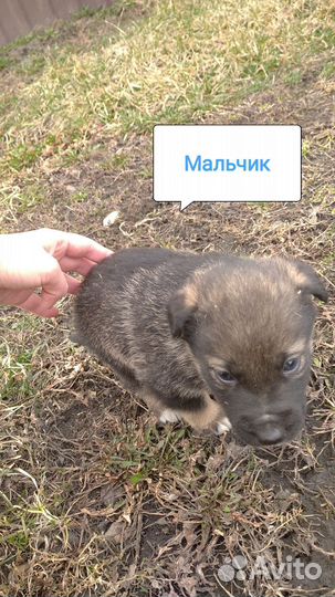Щенки ищут дом
