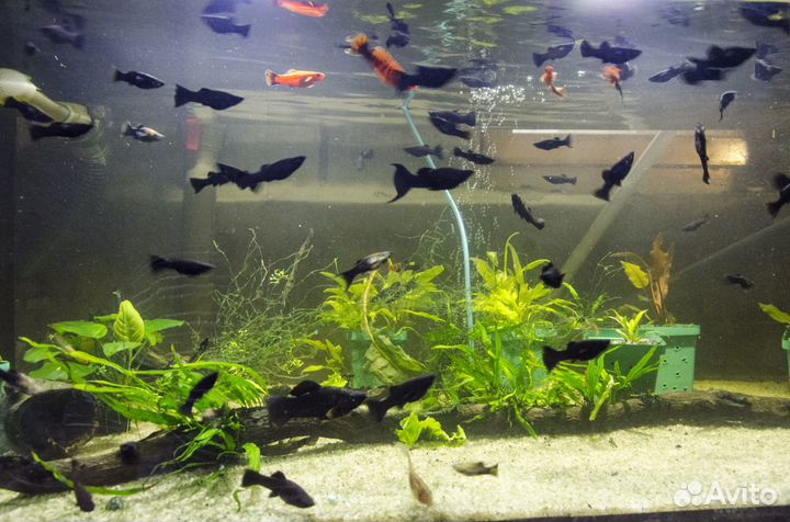 Аквариумные рыбки