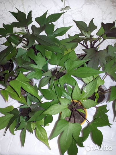 Ипомея батат