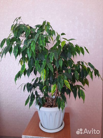 Фикус Бенджамина