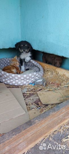 Отдам бесплатно подбросили