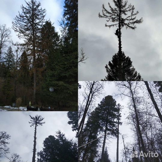 Спил деревьев,расчистка участков,демонтаж построек