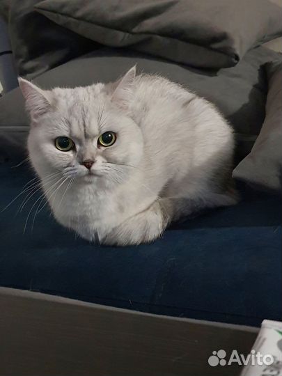 Кошка британская в дар