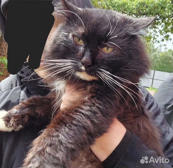 Очень милый котик