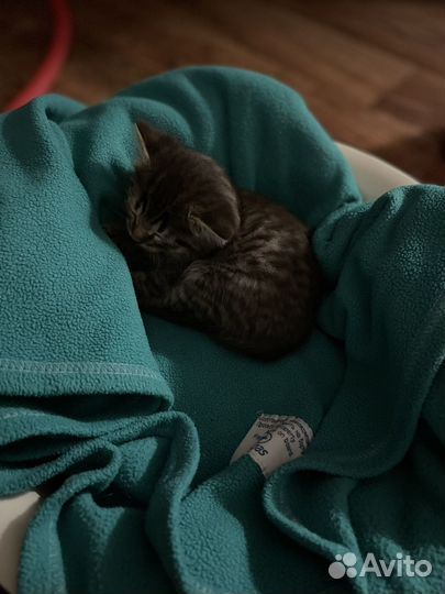 Котенок в добрые руки