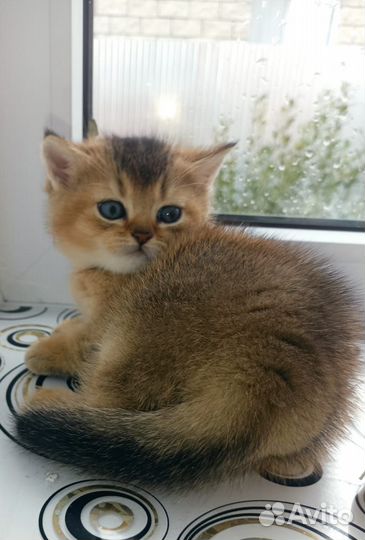 Британский кот