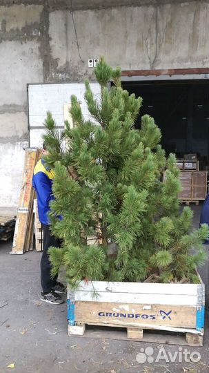 Саженцы сибирского кедра экстра класс