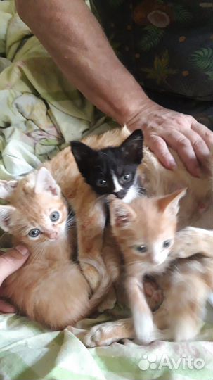 Котята
