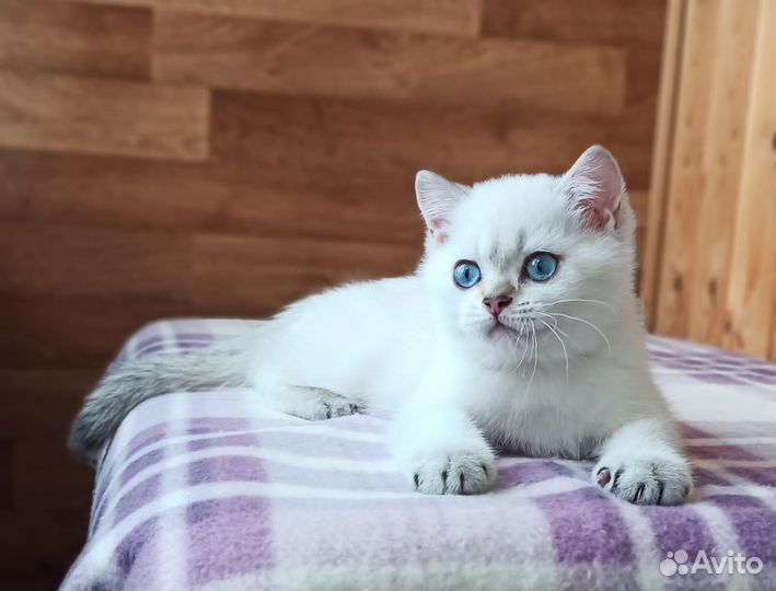 Британские золотистые и серебристые шиншиллы