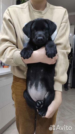 Щенки лабрадора