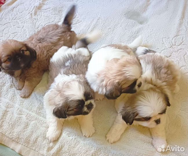 Щенки пекинеса