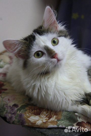 Алиса