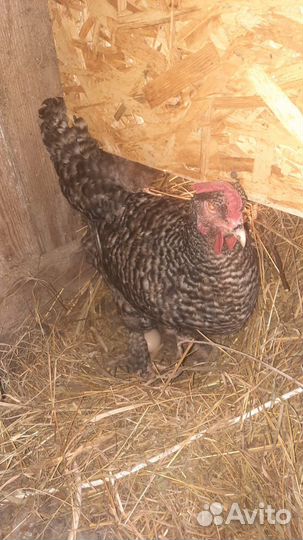 Мехеленская кукушка инкубационное яйцо