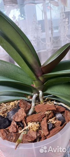 Орхидея фаленопсис