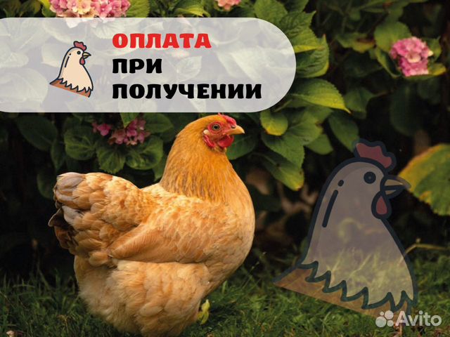 Куры несушки