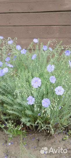 Лен многолетний