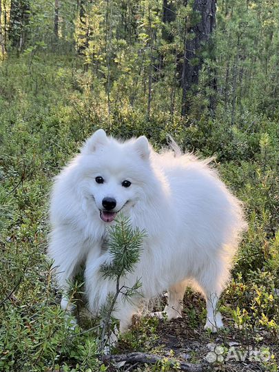 Японский шпиц