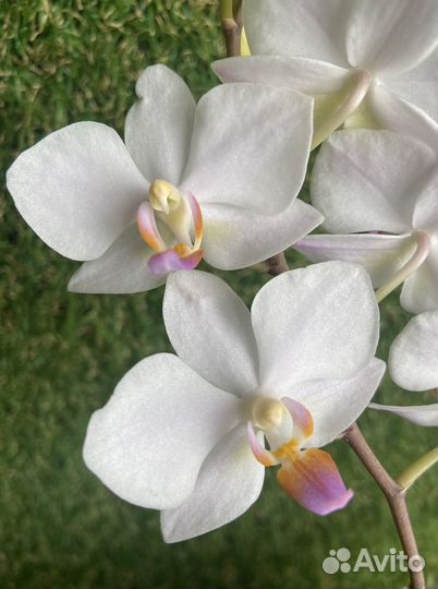 Орхидея Хатуюки